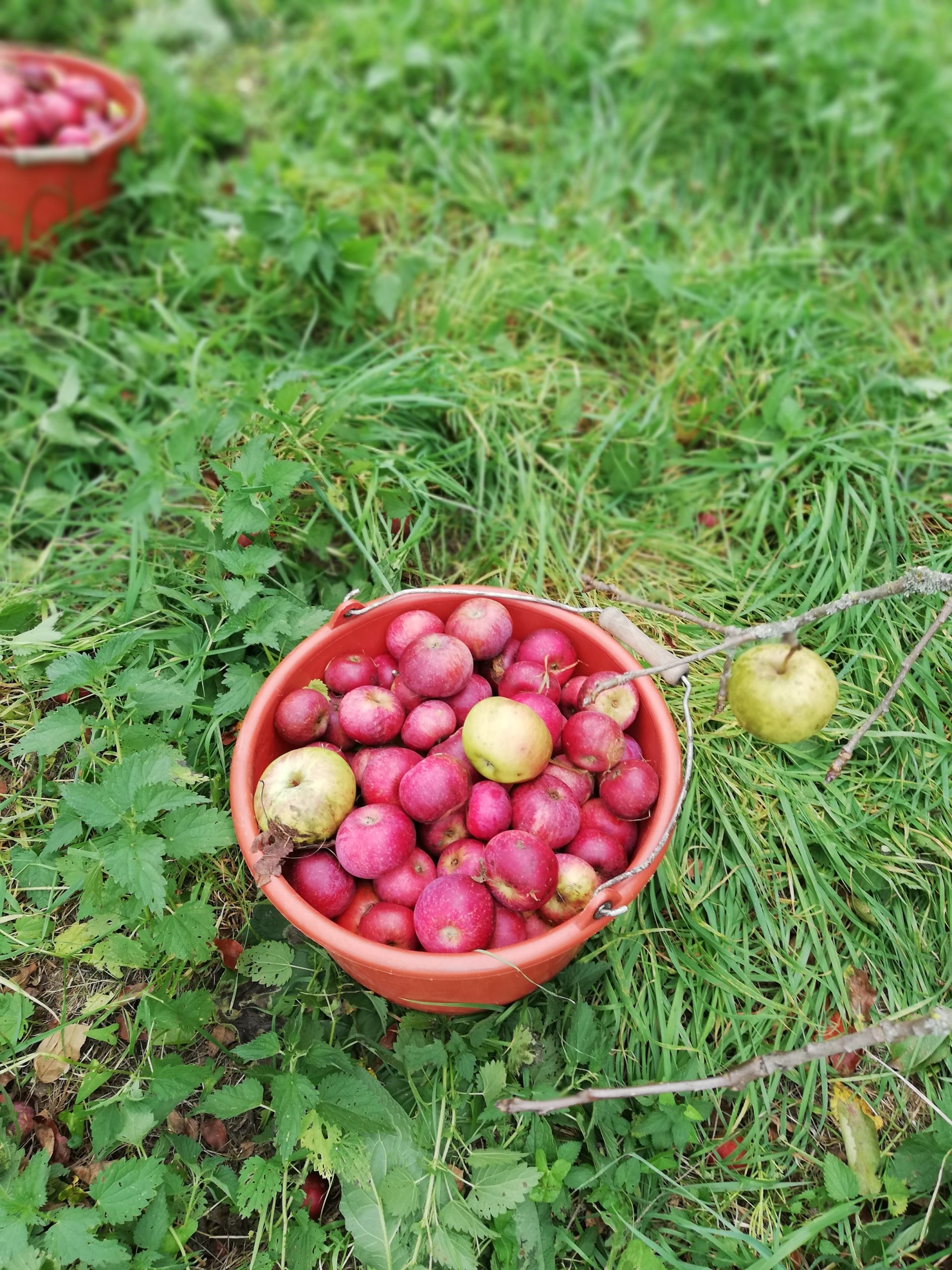 Apfelbalsam Essig – Bild 3