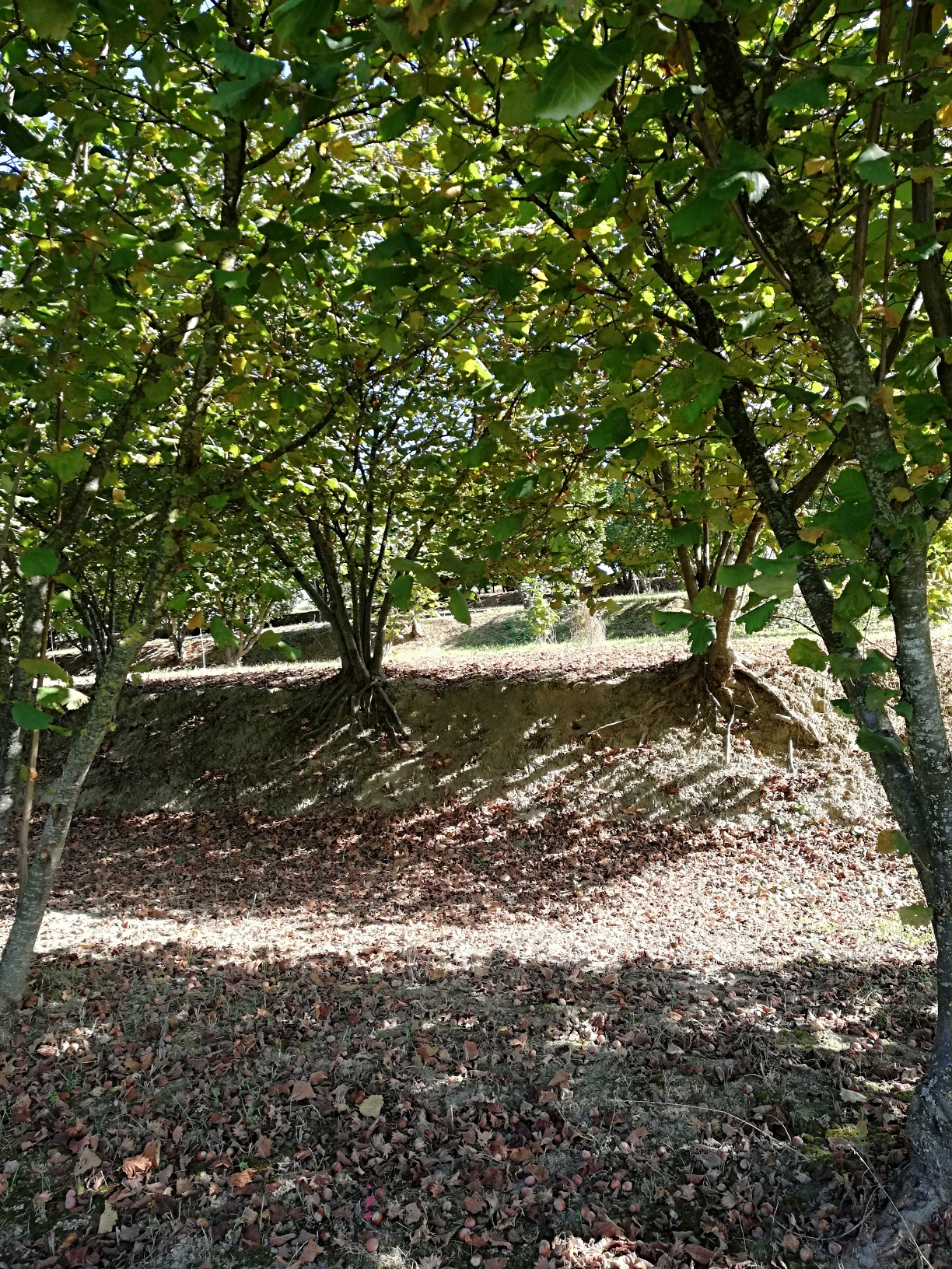 Tolle Bio-Naturprodukte von Presswerk