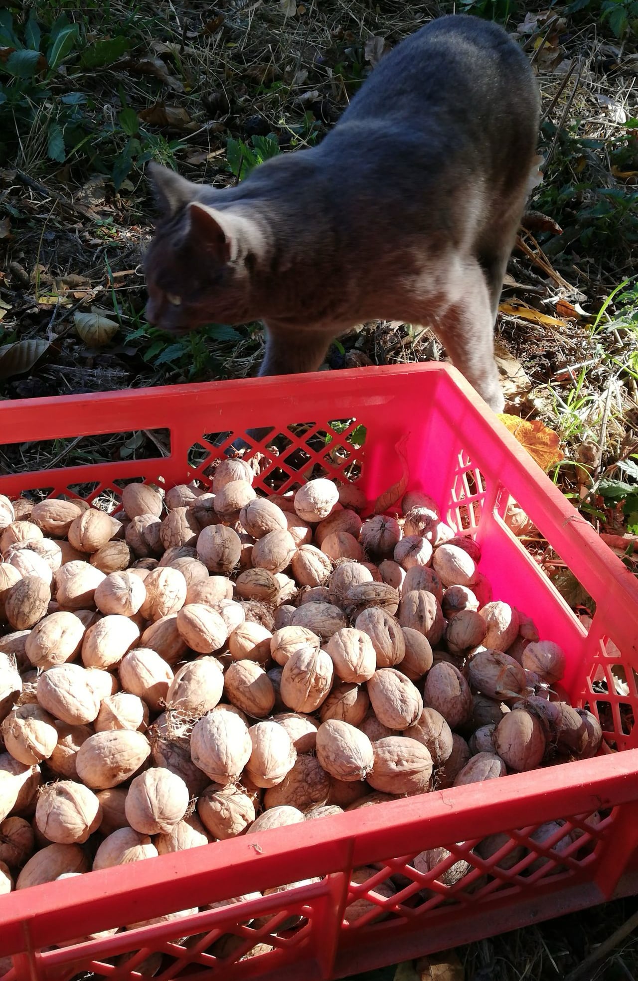 Zunächst müssen die Walnüsse getrocknet werden, damit diese weiter verarbeitet werden können.